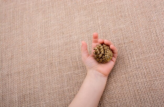 A photograph of a hand gently holding ambrette seeds, showcasing their natural texture and color. The background is a blurred field, suggesting the seeds are freshly harvested.