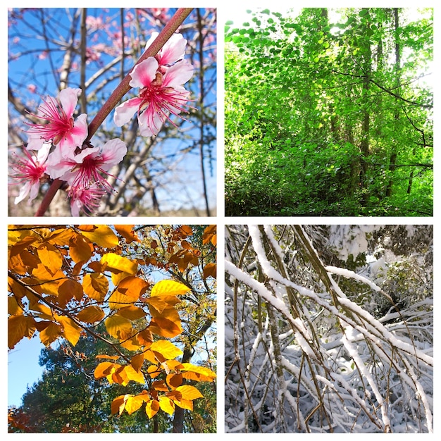 A collage of four images, each representing a season in Germany. Spring shows blooming cherry blossoms, summer shows a sunny day at a lake, autumn shows colorful leaves on trees, and winter shows a snow-covered forest. Each image is paired with a perfume bottle that complements the season's aesthetic.